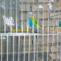 فروش یه جفت طوطی برزیلی باچهارتخم