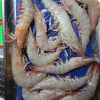 ماهی و میگو بندر|خوردنی و آشامیدنی|زرقان, |دیوار