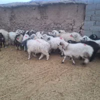 فروش بره محلی نر و ماده