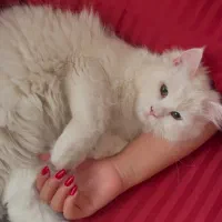 گربه پرشین جهت جفتگیری