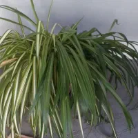 گل طبیعی حیاط و باغچه|گل و گیاه طبیعی|ورامین, ورامین|دیوار