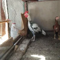 خروس دو رگه