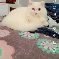 گربه پرشین ماده