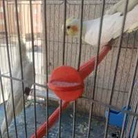 ی جفت عروس هلندی نروماده|پرنده|فولادشهر, مسکن مهر فولادشهر|دیوار