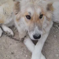 سگ ماده قدرجونی