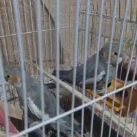 عروس هلندی|پرنده|شاهین‌شهر, گزبرخوار|دیوار