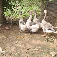 فروش ۴ تا غاز بالغ|حیوانات مزرعه|پایین هولار, |دیوار