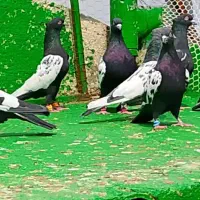 کفتر سینه سیاه