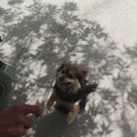 پامر اشتپیز