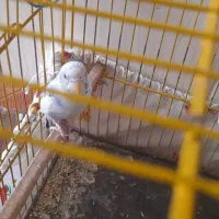 مرغ عشق|پرنده|سبزوار, غرب نیروگاه|دیوار