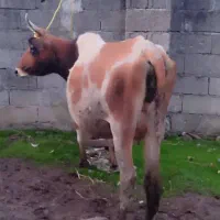 گاو با گوساله نر سیمینتال|حیوانات مزرعه|اسالم, |دیوار