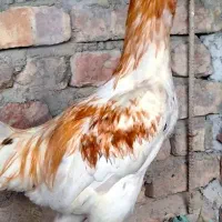 خروس لاری نوک طوطی تاجمهر (حراج).