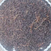 کشمش به صورت عمده|خوردنی و آشامیدنی|تاکستان, |دیوار