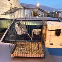 عروس هلندی مولد|پرنده|فیروزآباد (فارس), |دیوار