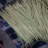 برگ سفید درخت خرما ) پیش