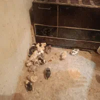 جوجه|حیوانات مزرعه|قم, قلعه کامکار|دیوار