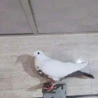 کبوتر گم شده|پرنده|قروه, |دیوار