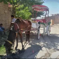 اسب کالسکه فروشی