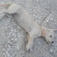 سگ بازگوش|سگ|برازجان, |دیوار