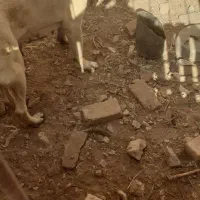 ماده گوسفندی|سگ|قائن, |دیوار