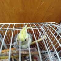 عروس هلندی|پرنده|قم, شهرک امام حسن|دیوار