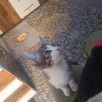 واگذاری گربه های نر و ماده