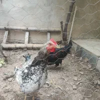 فروش مرغ و خروس