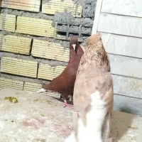 جفت زرد دم سفید خال سیاه با ماده سرخ دم سفید|پرنده|بهبهان, |دیوار