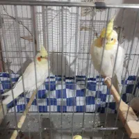 جفت عروس پاریس لوتینو ۳میلیون|پرنده|اهواز, بعثت|دیوار