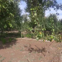 باغ در بایرام