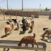 تعدادی بز مایل به معاوضه و فروش هستم
