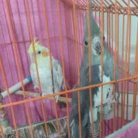 دو عدد عروس هلندی 1200000