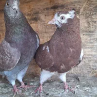 کبوتر  خارجی انگلیسی