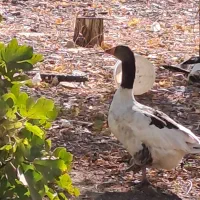 غاز|حیوانات مزرعه|محلات, |دیوار