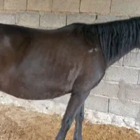 مادیون قاطر