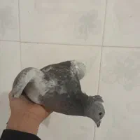 جوجه پولک کاکلی کرمونی|پرنده|تربت‌حیدریه, بازار|دیوار