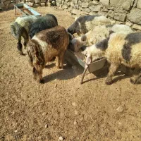 بره چاق درجه یک|حیوانات مزرعه|مسجد سلیمان, |دیوار