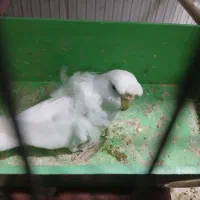 مرغ عشق پروانه ای|پرنده|آذرشهر, |دیوار