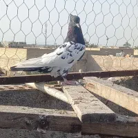 کله ای|پرنده|اهواز, ملاشیه|دیوار