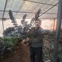 زاموفیلیا مادری  بلک وسبزریشه لخت