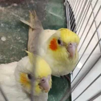 عروس هلندی جوجه سرلاکی و نرمه خور