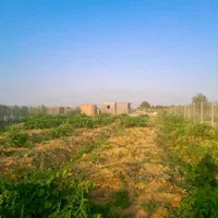 ۱۰۰۰ متر باغ انگور بارده در تاکستان|فروش دفتر صنعتی، کشاورزی، تجاری|کرج, عظیمیه|دیوار
