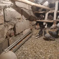 کبوتر|پرنده|خسروشاه, |دیوار