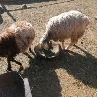 بره ماده سبک