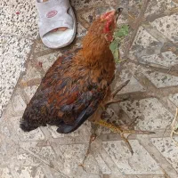 خروس های شاداب و پر انرژی
