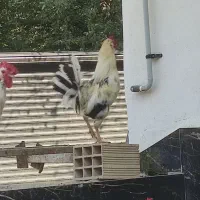 خروس محلی خروس گلین|حیوانات مزرعه|بهشهر, |دیوار