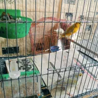 قناری سیلور زرد