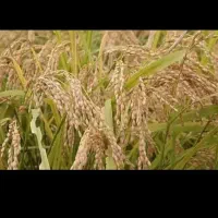 برنج ایرانی. شیروان چرداول