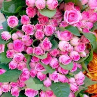 کارآموز حسابداری خانم