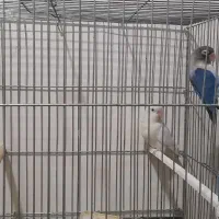 طوطی برزیلی بشرت تخم و جوجه